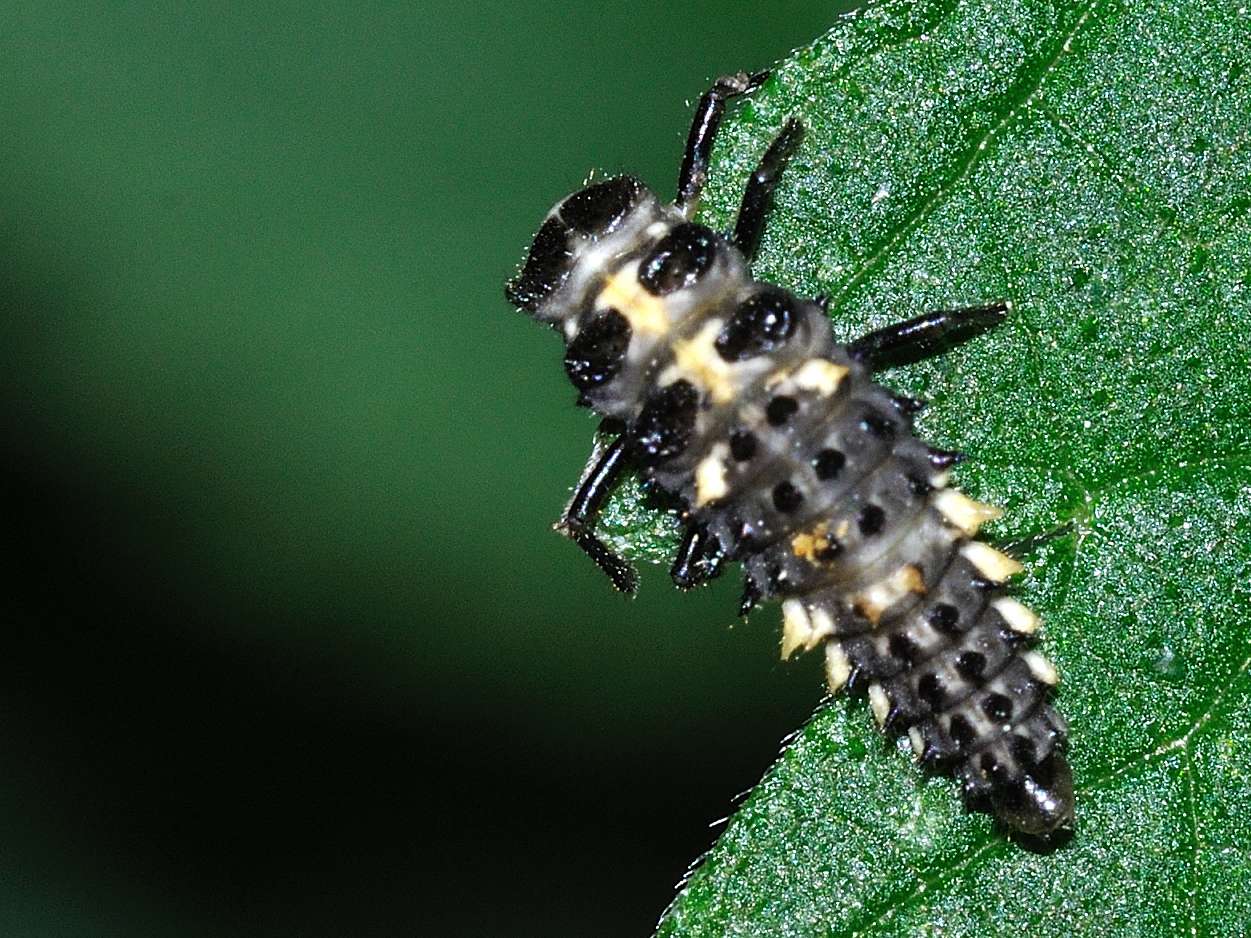 larva di Coccinellidae